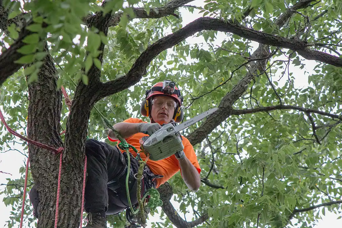 Benefits of Choosing the Right Arborist for Your Artistic Property