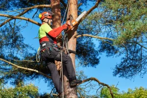 Choosing the right arborist for your property