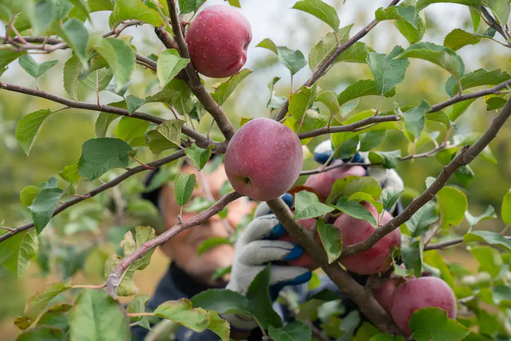 Self-Pollinating Apple Trees